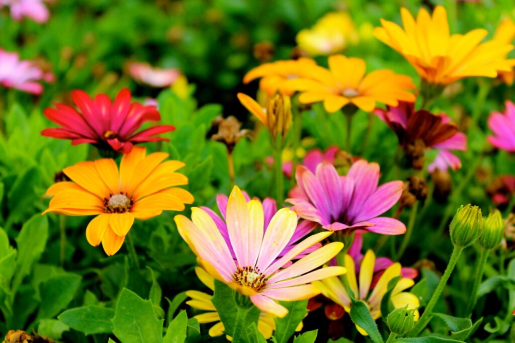Gardens